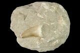 Mosasaur (Mosasaurus) Tooth In Rock - Morocco #143732-1